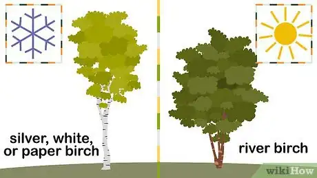 Image titled Grow Birch Trees Step 1