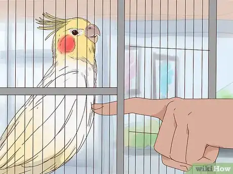 Image titled Train Cockatiels Step 8