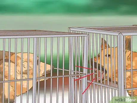 Image titled Evaluate a Dog's Temperament Before Choosing Step 2