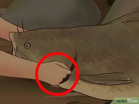 Image titled Catch Flathead Catfish Step 18