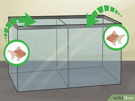 Image titled Breed Fish Step 2