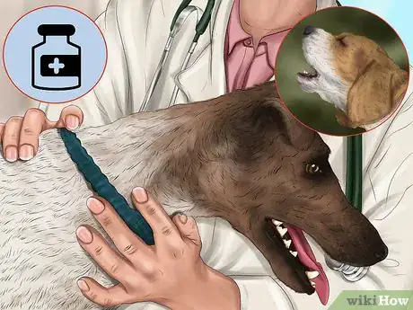 Image titled Handle a Little Dog with a Big Attitude Step 9