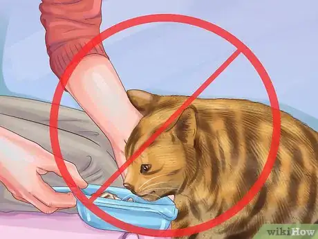 Image titled Care for Toygers Step 10