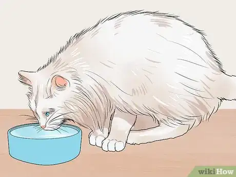 Image titled Raise Angora Cats Step 9