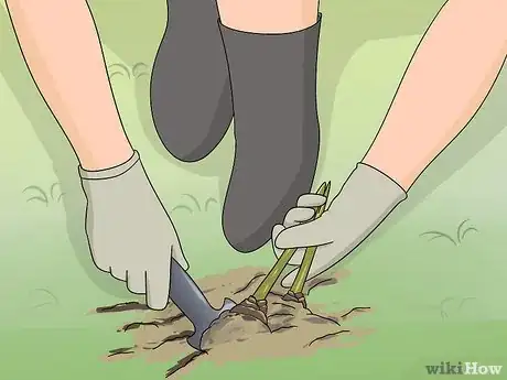 Image titled Store Amaryllis Bulbs Step 2