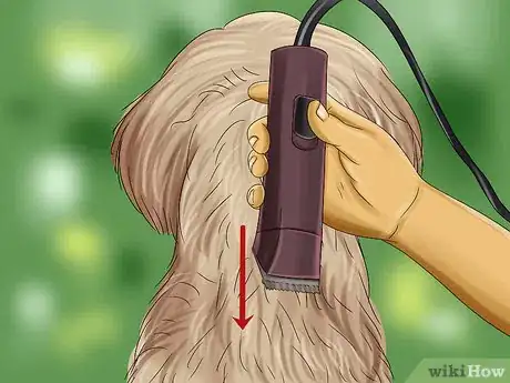 Image titled Groom a Goldendoodle Step 9