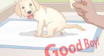 Paper Train Your Small Dog