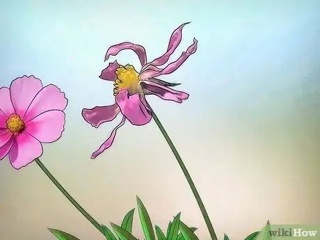 Image titled Grow Cosmos Flowers Step 13