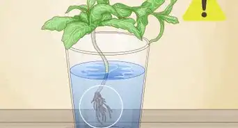 Grow Mint from Cuttings