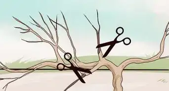 Prune Vines