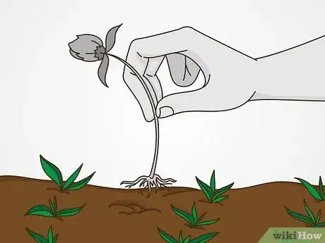 Image titled Grow Vegetables in the Midwest Step 22