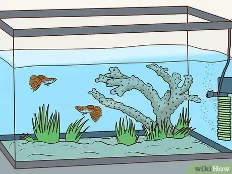 Image titled Find Compatible Tank Mates for Guppies Step 2