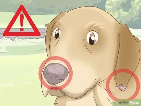 Image titled Treat Frostbite in Dogs Step 11