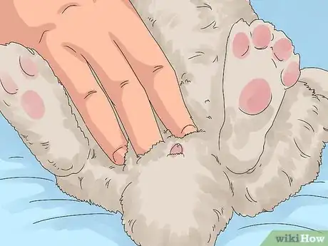 Image titled Determine the Sex of a Rabbit Step 8