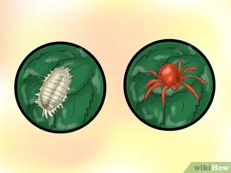 Image titled Grow Knockout Roses Step 16