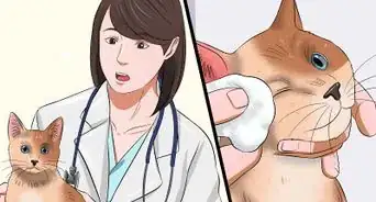 Diagnose Conjunctivitis in Cats