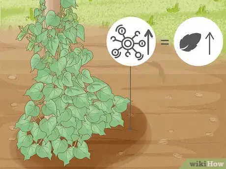 Image titled Make Morning Glories Bloom Step 3