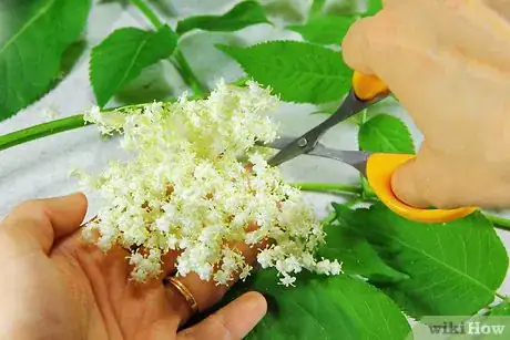 Image titled Make Elderflower Cordial Step 3