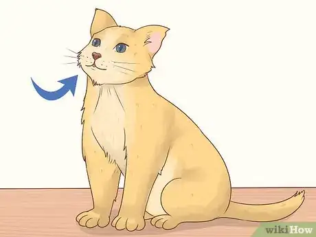 Image titled Give Atenolol to Cats with Heart Disease Step 1
