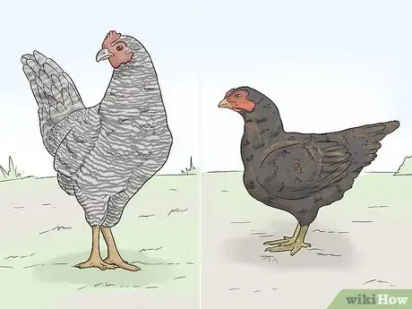 Image titled Raise Meat Chickens Step 10