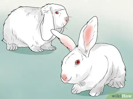 Image titled Choose a Pet Rabbit Step 2