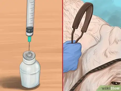 Image titled Give Cattle Hormones Step 9