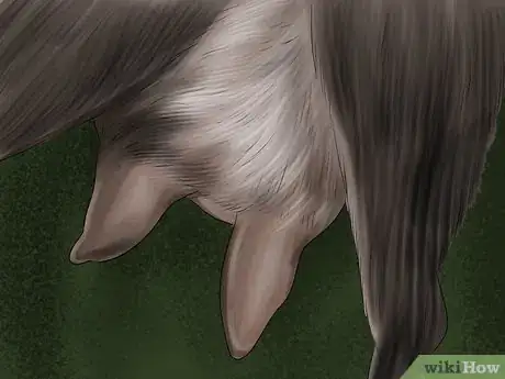 Image titled Milk a Goat by Hand Step 8