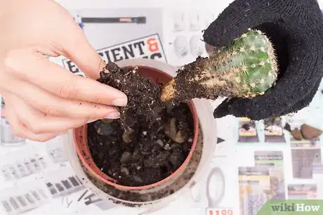 Image titled Pot a Spiny Cactus Without Getting Pricked Step 10
