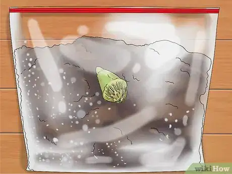 Image titled Grow Agrimony Step 2