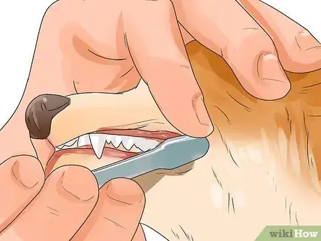 Image titled Care for English Springer Spaniels Step 8