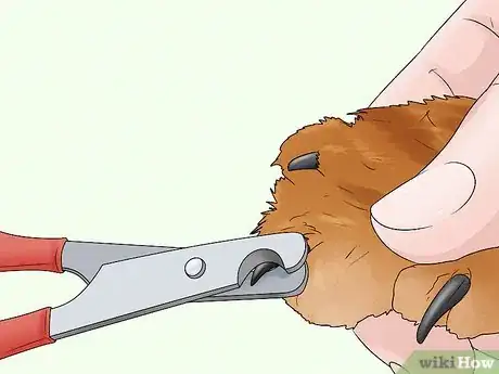 Image titled Care for an American Bobtail Cat Step 9