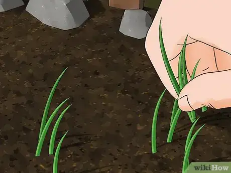 Image titled Grow Wildflowers Step 6