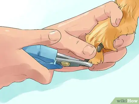 Image titled Groom a Sussex Spaniel Step 14