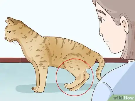 Image titled Handle Degenerative Joint Disease in Cats Step 13