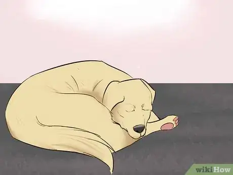 Image titled Watch for Signs of Illness in Senior Dogs Step 9