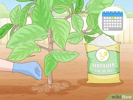 Image titled Grow a Noni Tree Step 20