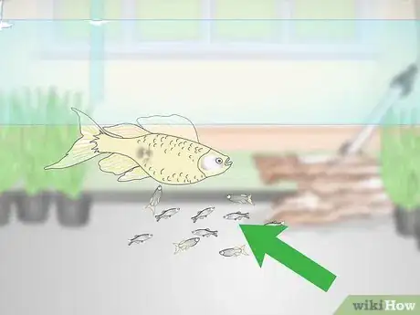 Image titled Breed Livebearing Tropical Fish Step 8