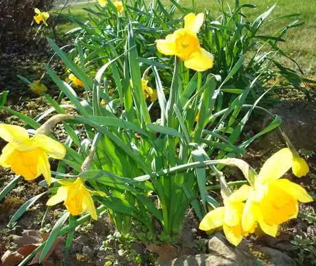Image titled Daffodils rock
