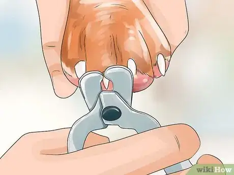 Image titled Care for English Springer Spaniels Step 7