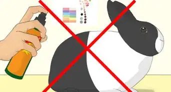 Bathe Your Pet Rabbit