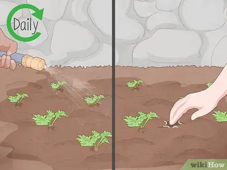 Image titled Grow Feverfew Step 8