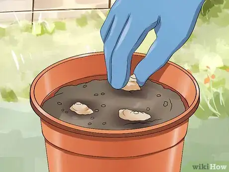 Image titled Grow a Ginger Plant Step 6