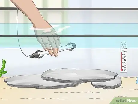 Image titled Keep Japanese Weather Loaches Step 6