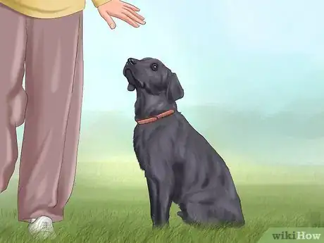 Image titled Care for Dogs Step 18