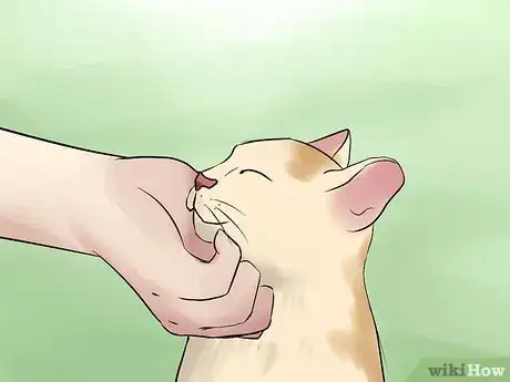 Image titled Take Care of a Japanese Bobtail Step 12
