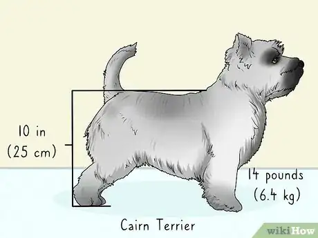 Image titled Identify a Cairn Terrier Step 1