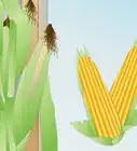 Grow Corn Indoors