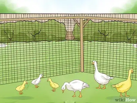 Image titled Keep Geese Step 8