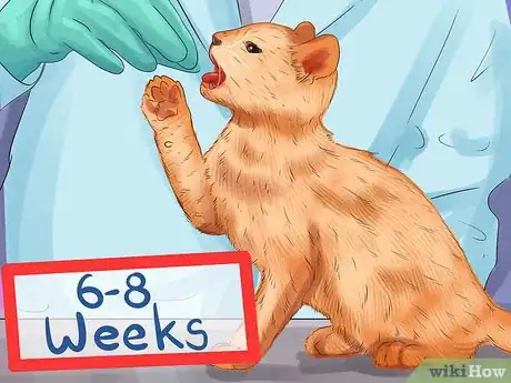Image titled Treat Feline Stomatitis Step 1