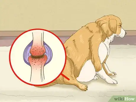 Image titled Manage Obesity in Senior Dogs Step 9